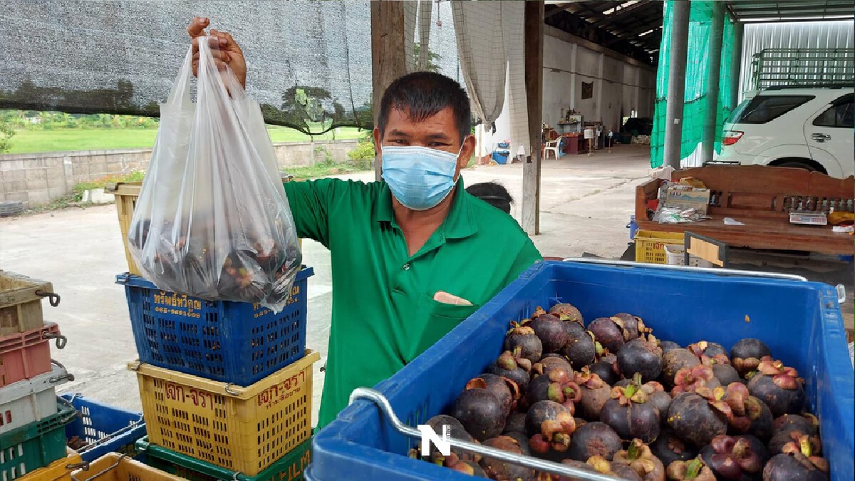 ซื้อมังคุดช่วยเกษตรกร-หารายได้ซื้อชุด PPE แจกด่านหน้า ซื้อมังคุดช่วยเกษตรกร-หารายได้ซื้อชุด PPE แจกด่านหน้า