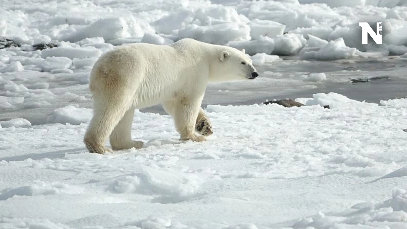 อนุญาตให้ยิงหมีขั้วโลก ถ้าเข้าใกล้และเสี่ยงทำร้ายมนุษย์