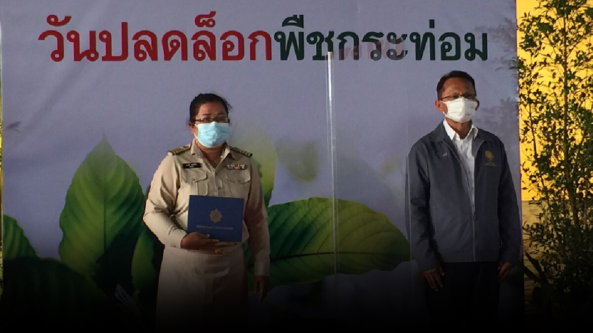 รมว.ยุติธรรม ปลดล็อกพืชกระท่อมพร้อมยกเลิกคดีเกี่ยวข้อง