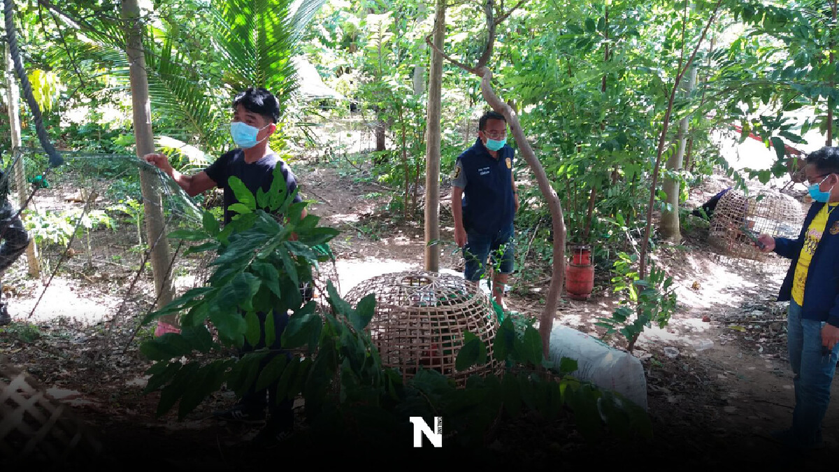 ฝ่ายปกครองชัยภูมิ บุกจับนักพนันคาบ่อน เปิดชนไก่ไม่สนโควิด-19