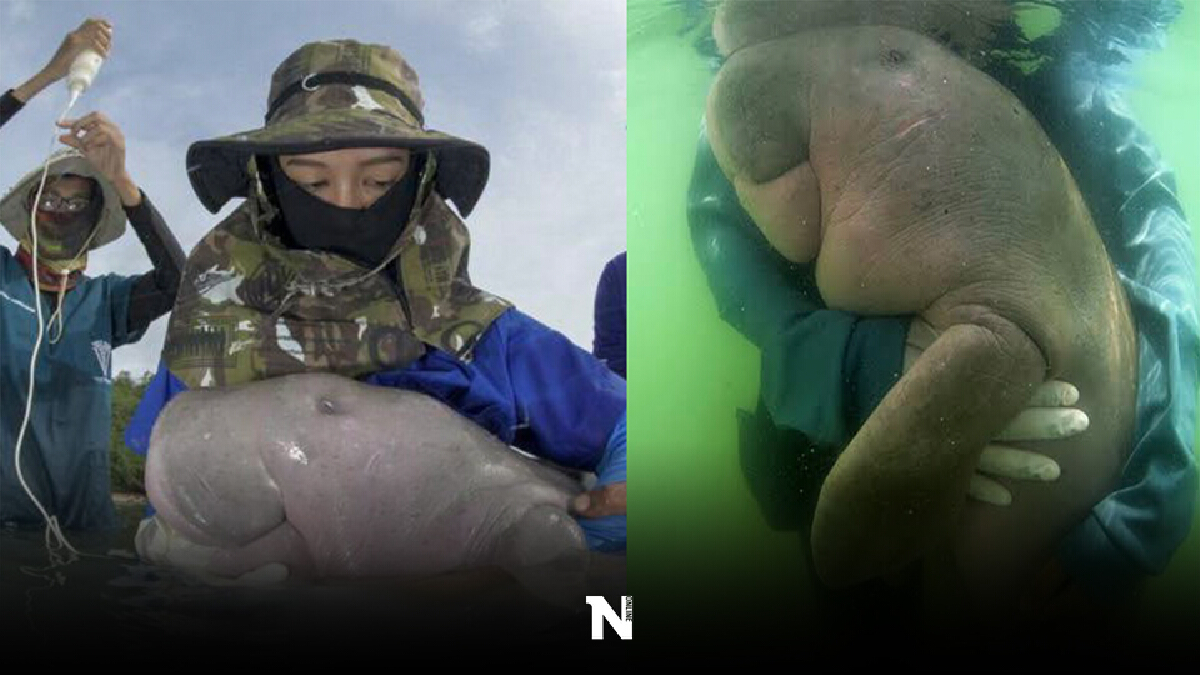 ครบ 2 ปีสูญเสียพะยูนมาเรียม เร่งคุ้มครองทะเลตรัง ครบ 2 ปีสูญเสียพะยูนมาเรียม เร่งคุ้มครองทะเลตรัง