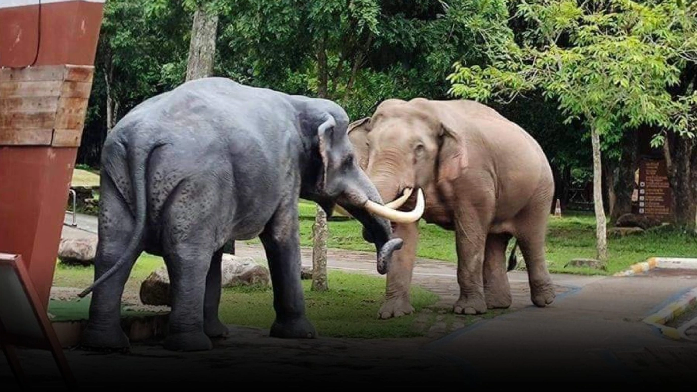โซเชียลแห่แชร์ภาพศึก "ช้างล้มช้าง" หน้าศูนย์บริการอุทยานเขาใหญ่