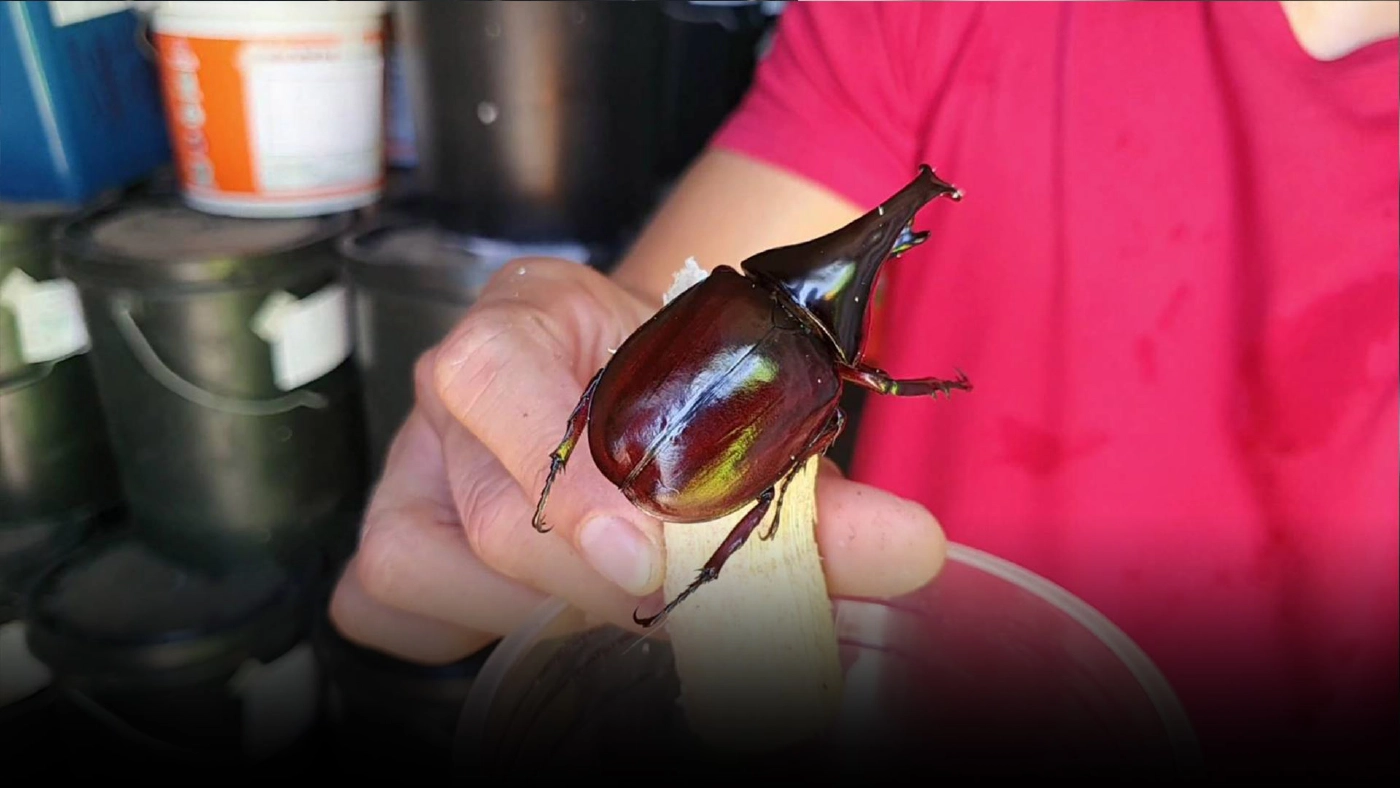 เพาะพันธ์"ด้วงกว่าง"เป็นแหล่งเรียนรู้-สร้างรายได้