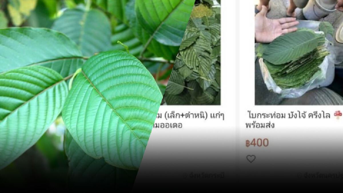 วัยรุ่นแห่ขาย "ใบกระท่อม" รับกระแสปลดล็อกพ้นยาเสพติด วัยรุ่นแห่ขาย "ใบกระท่อม" รับกระแสปลดล็อกพ้นยาเสพติด