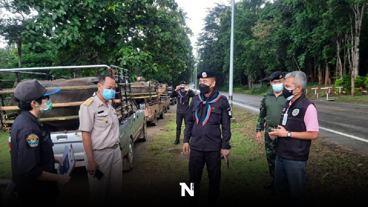 รวบ 6 ผู้ต้องหา ลอบขนกระบือเมืยนมาเข้าประเทศ รวบ 6 ผู้ต้องหา ลอบขนกระบือเมืยนมาเข้าประเทศ