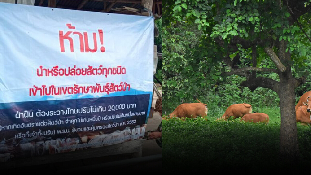 หวั่นโรคลัมปีสกินลาม สั่งห้ามนำสัตว์ทุกชนิดเข้า ขสป.ห้วยขาแข้ง หวั่นโรคลัมปีสกินลาม สั่งห้ามนำสัตว์ทุกชนิดเข้า ขสป.ห้วยขาแข้ง