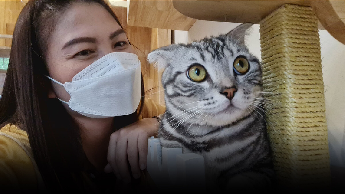 ธุรกิจโรงแรม&สปาแมว สไตล์ญี่ปุ่น-อาชีพทำเงินของคนรักน้องเหมียว