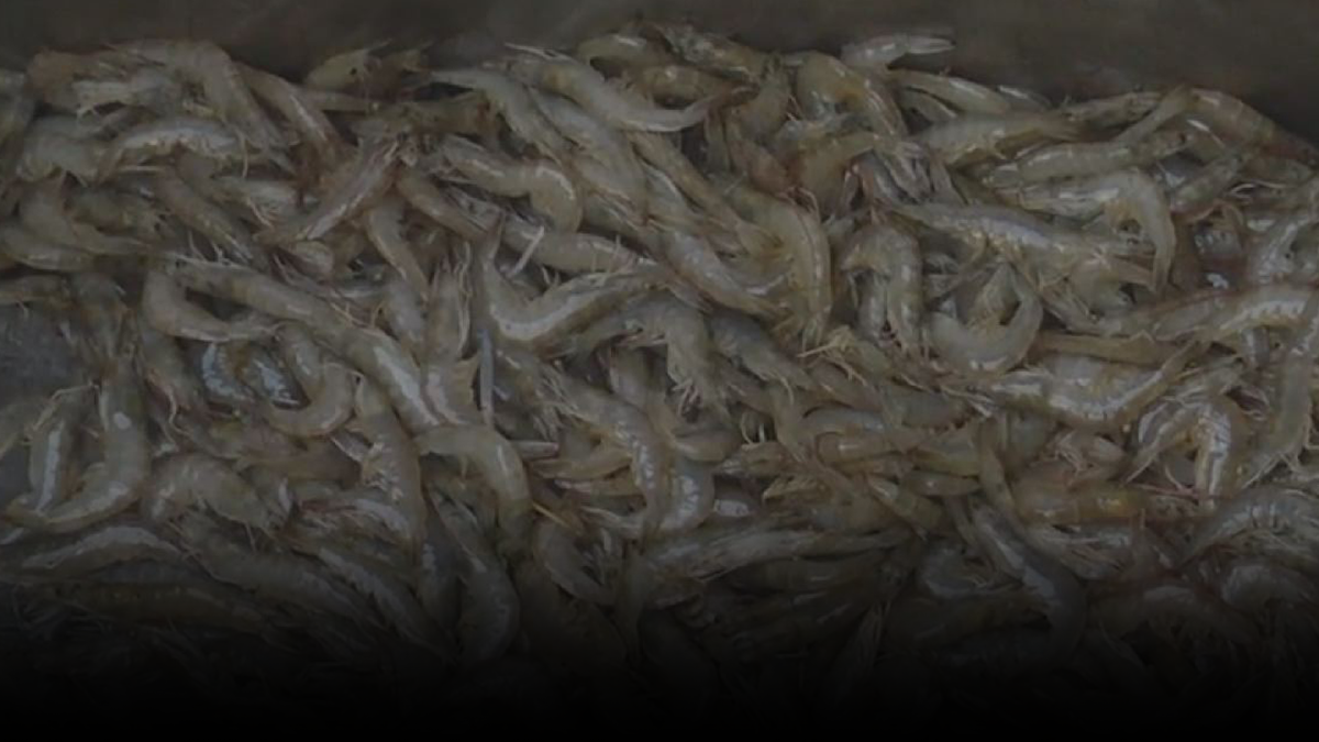 กุ้ง ราคาร่วง รัฐชดเชยส่วนต่าง 30 บาท/กก.