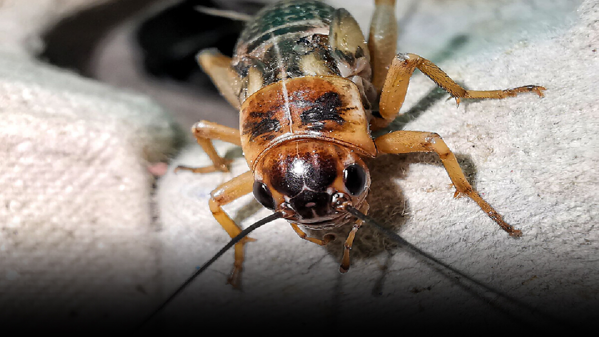 "เลี้ยงจิ้งหรีด" แหล่งโปรตีนทางเลือก หนุนเศรษฐกิจฐานราก ดันสู่ตลาดโลก