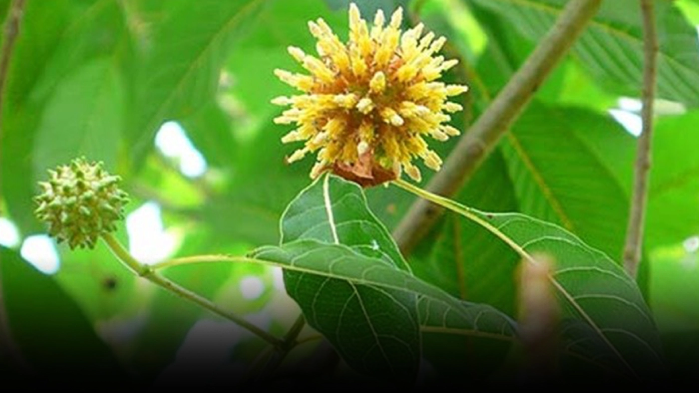 ย้อนวันวาน “กระท่อม” อดีตยาเสพติดที่เพิ่งถูกปลดแอก ย้อนวันวาน “กระท่อม” อดีตยาเสพติดที่เพิ่งถูกปลดแอก