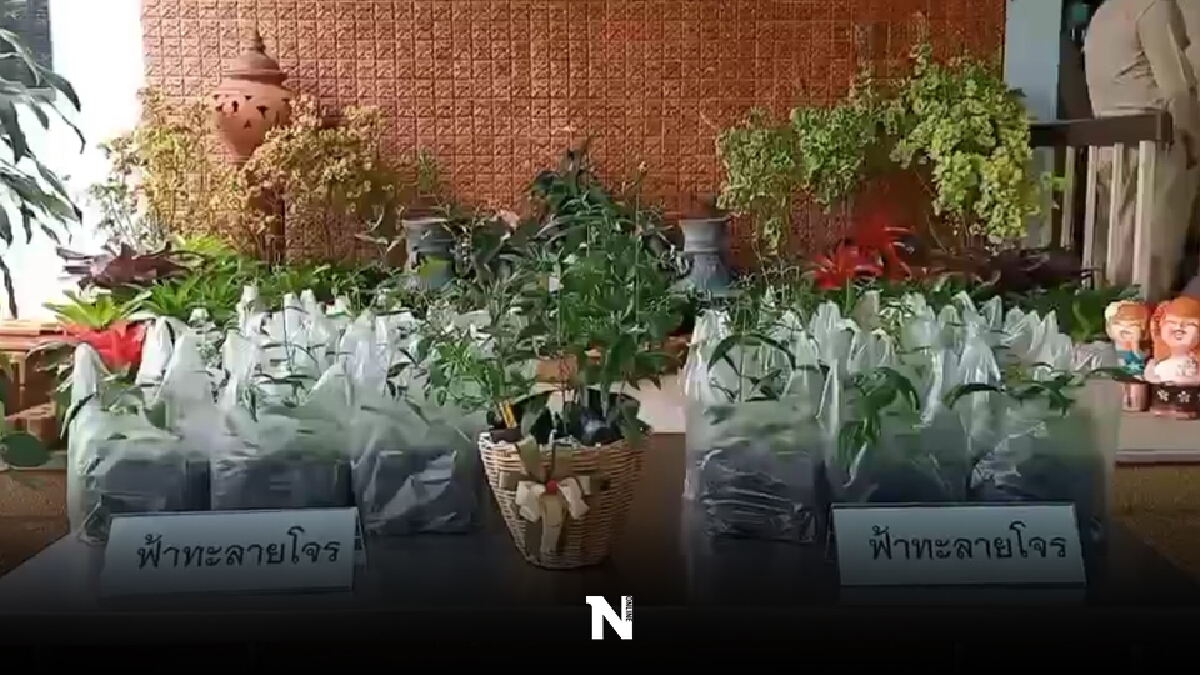 ตรังทุ่มงบครึ่งล้าน! นำร่องปลูกพืชสมุนไพรสู้ภัยโควิด