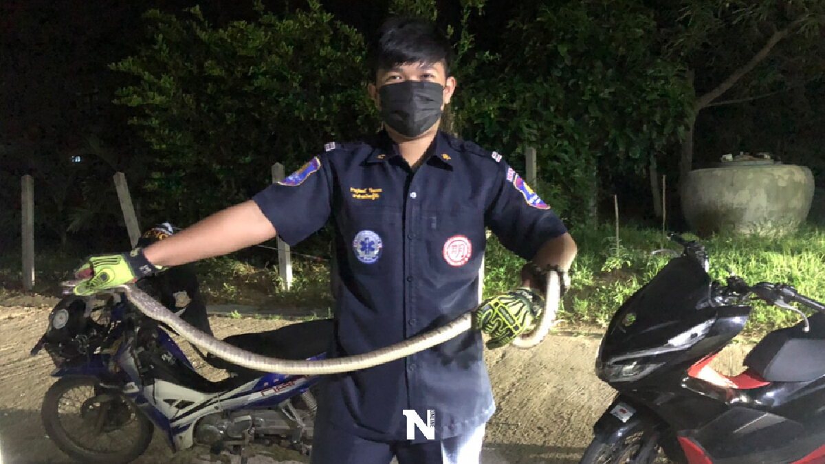 ผวางูสิงขนาดใหญ่บุกเข้าไปซ่อนตัวอยู่ในบ้านคน ฤดูฝนระวังสัตว์มีพิษ ผวางูสิงขนาดใหญ่บุกเข้าไปซ่อนตัวอยู่ในบ้านคน ฤดูฝนระวังสัตว์มีพิษ