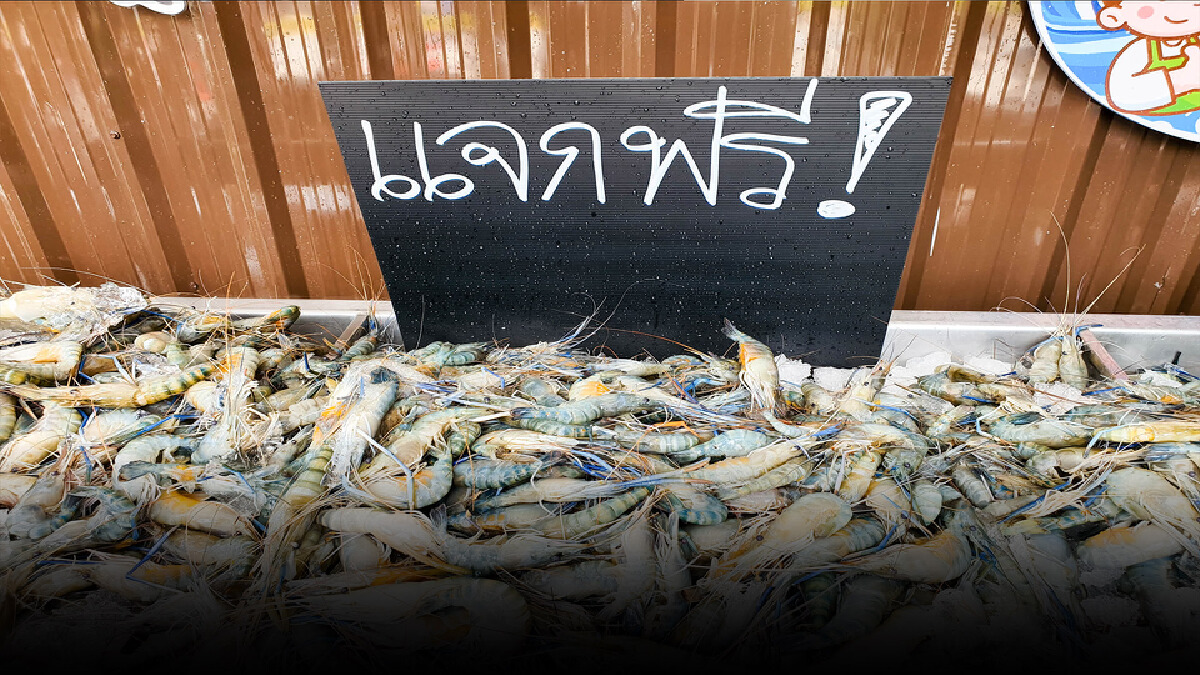"จ๋าแม่กลอง"แจกกุ้งสดฟรี!ช่วยโควิด-19