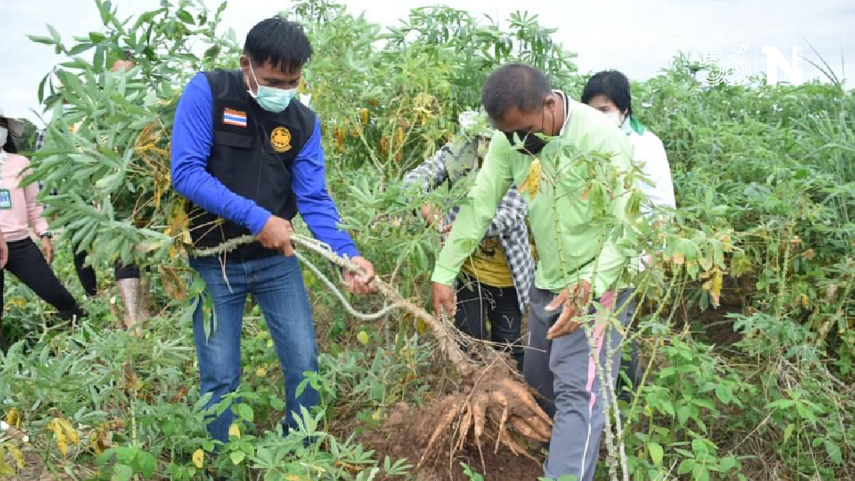เร่งกำจัดโรคใบด่างมันสำปะหลัง หลังพบการระบาด 28 อำเภอ เร่งกำจัดโรคใบด่างมันสำปะหลัง หลังพบการระบาด 28 อำเภอ