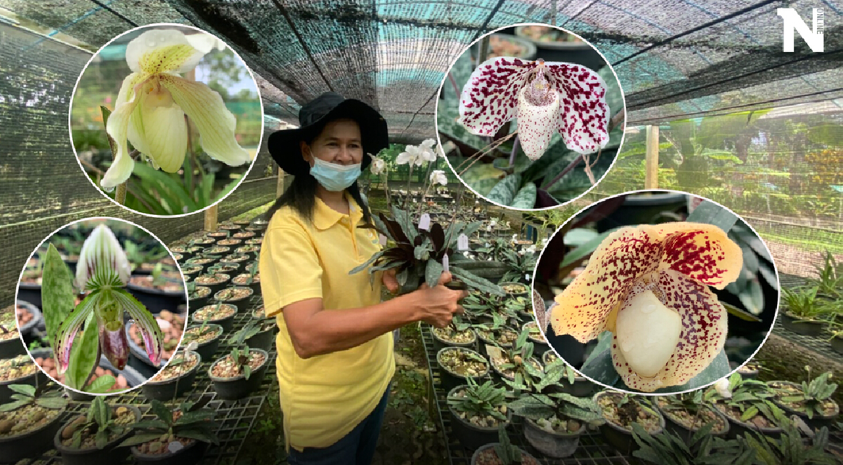 เปิดตัวกล้วยไม้รองเท้านารีภาคใต้ครบทั้ง 8 ชนิด เปิดตัวกล้วยไม้รองเท้านารีภาคใต้ครบทั้ง 8 ชนิด