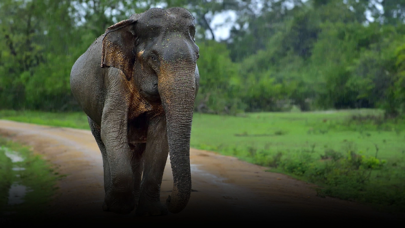 ศรีลังกาเพิ่มกฎหมายปกป้องช้าง ห้ามใช้งานหนัก