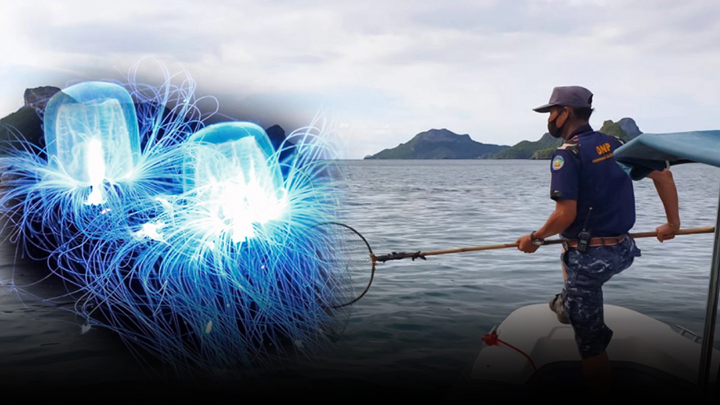 จนท.อุทยานฯ เฝ้าระวังเข้ม "แมงกะพรุนกล่อง" หลังเกิดเหตุ นทท.เสียชีวิต