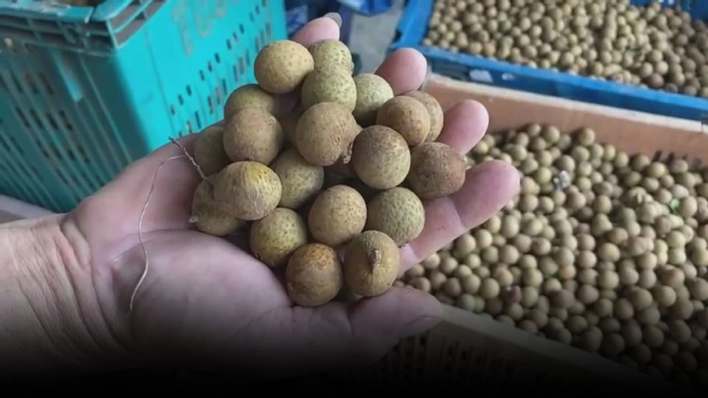 "ลำไยสดรูดร่วง"ราคาตกเหลือกก.ละ1บาท