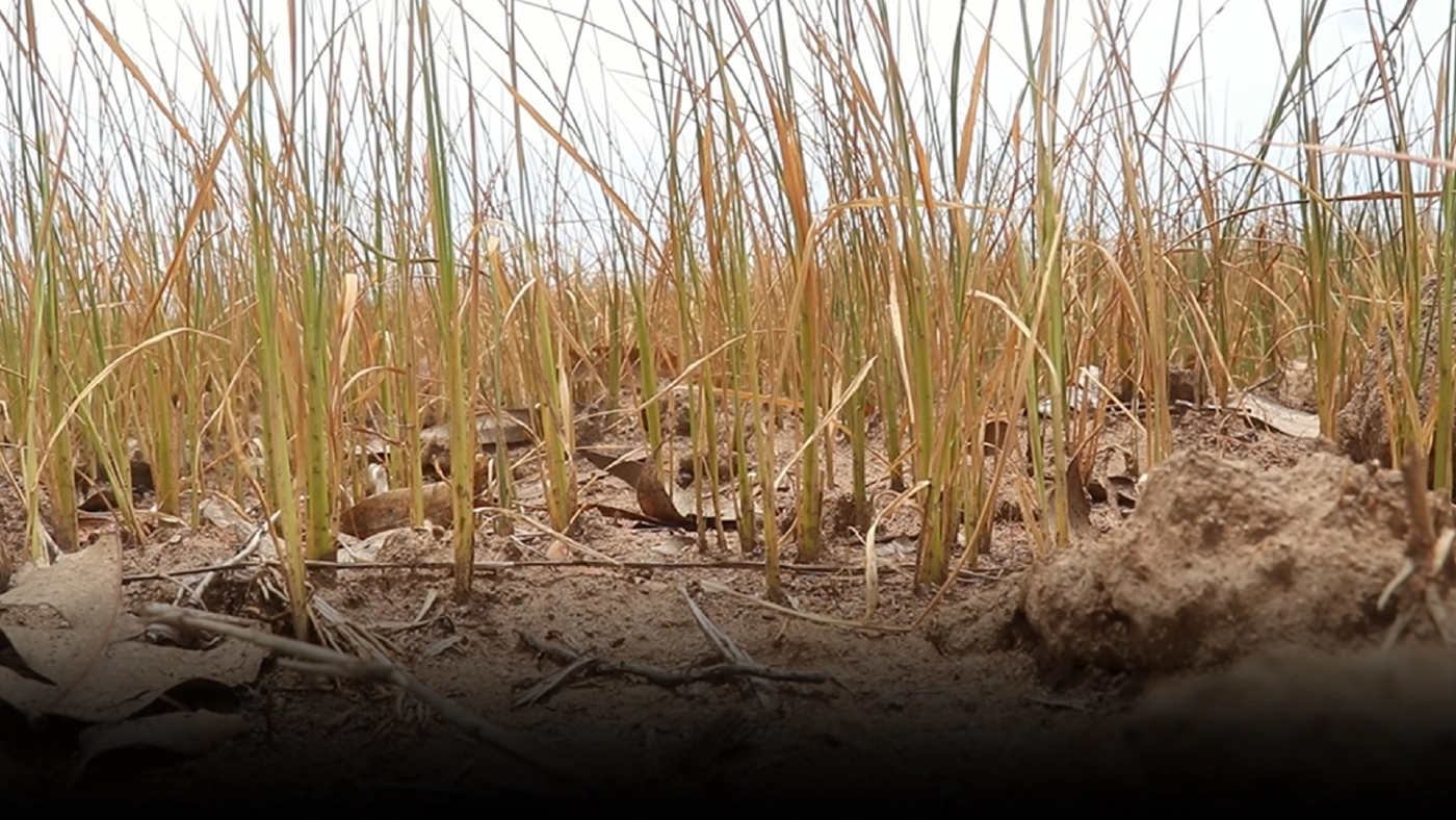 ชาวนาช้ำใจนาข้าวแห้งเหี่ยวจากฝนทิ้งช่วง