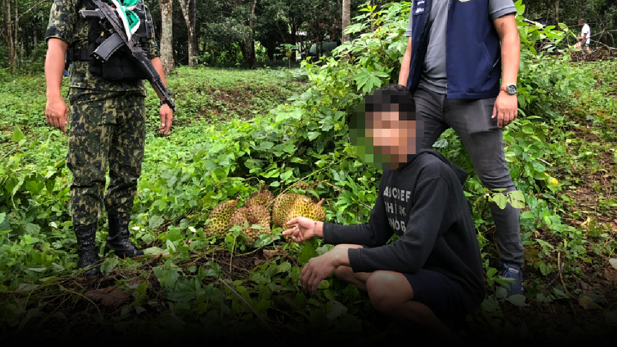 รวบโจ๋ตระเวณลักทุเรียนขายอ้างหาเงินซ่อมรถ รวบโจ๋ตระเวณลักทุเรียนขายอ้างหาเงินซ่อมรถ