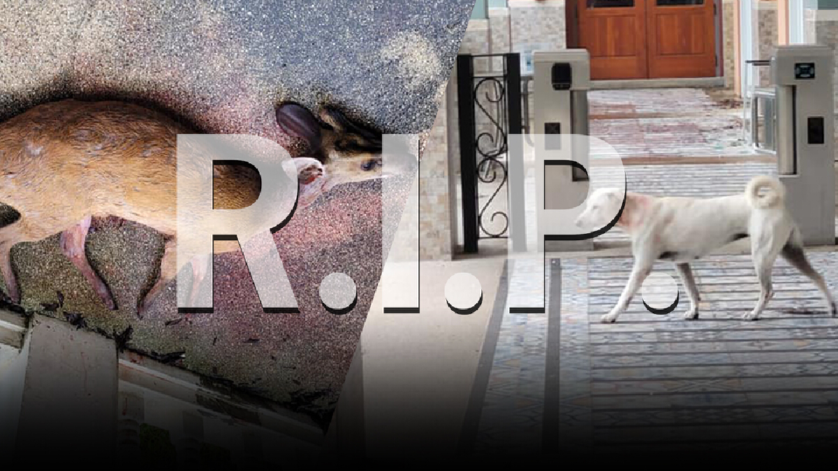 ชาวเน็ตแห่ R.I.P เก้งป่าเขาใหญ่ ออกหากินนอกแนวเขต โดนฝูงสุนัขรุมกัด ชาวเน็ตแห่ R.I.P เก้งป่าเขาใหญ่ ออกหากินนอกแนวเขต โดนฝูงสุนัขรุมกัด