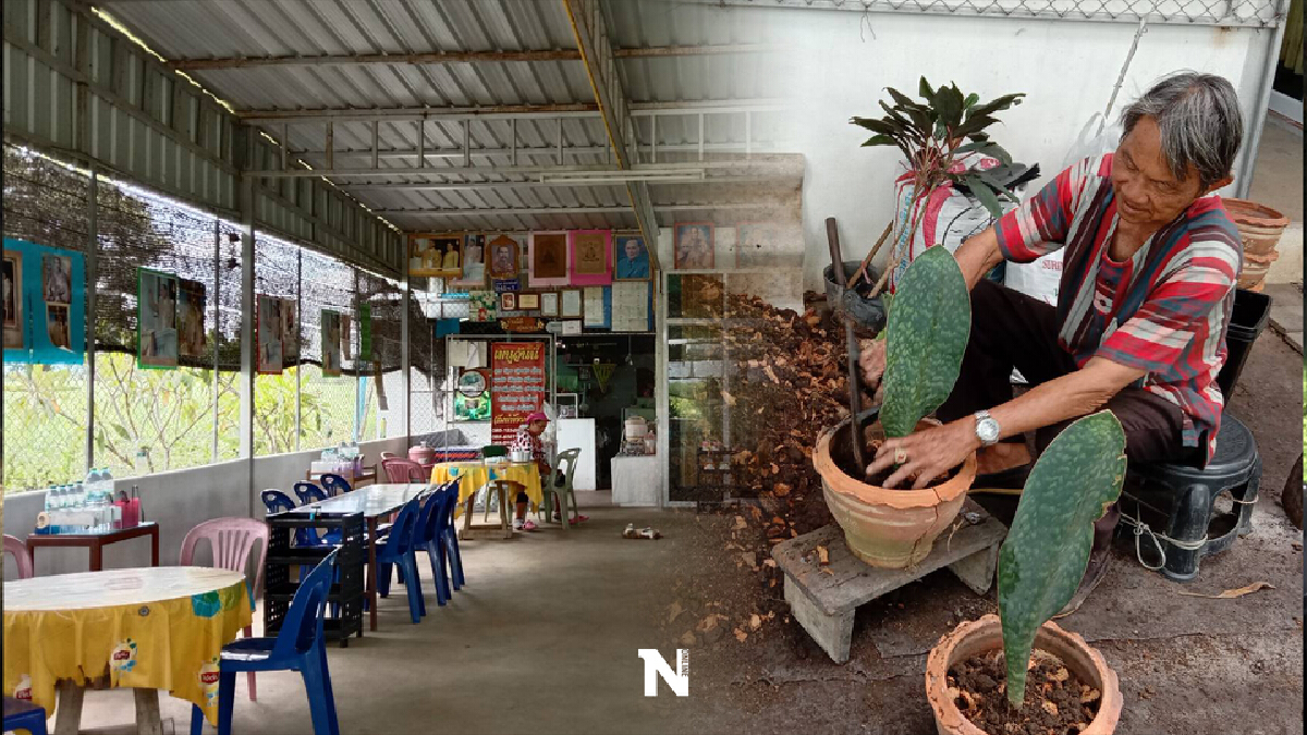 ปรับตัวตามสภาพ ร้านลาบหันมาขายไม้ประดับเลี้ยงชีพสู้โควิด ปรับตัวตามสภาพ ร้านลาบหันมาขายไม้ประดับเลี้ยงชีพสู้โควิด