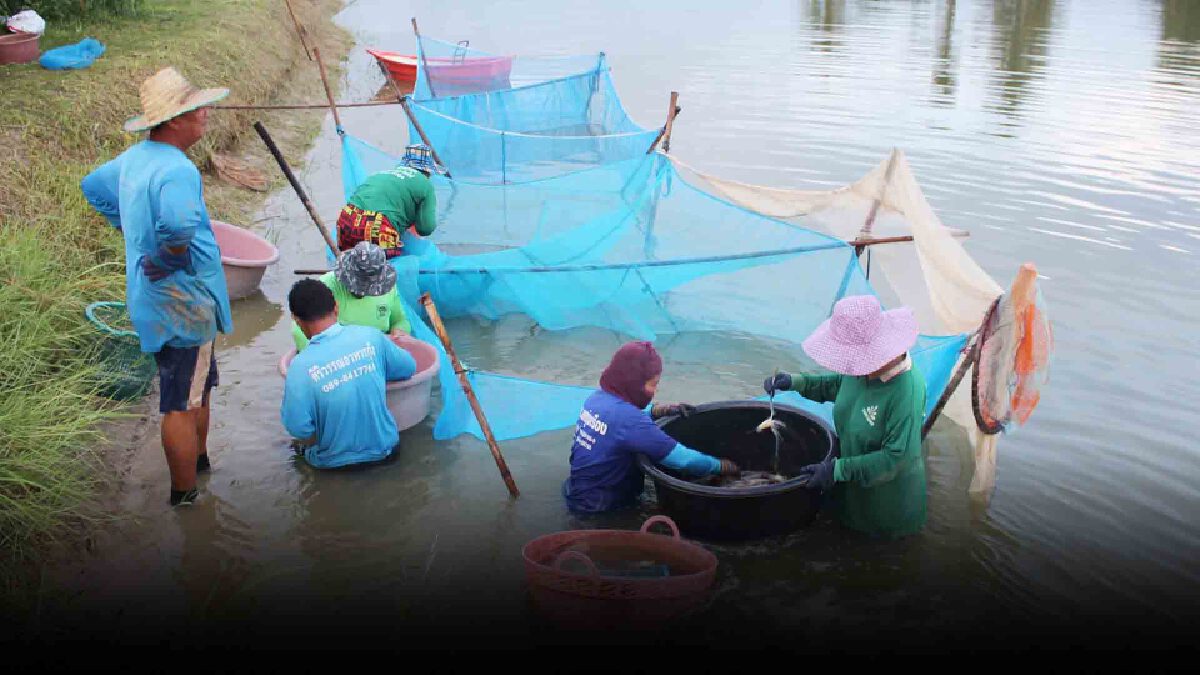 ชาวกาฬสินธุ์พร้อมเสิร์ฟกุ้งก้ามกรามรับมารตรการปลดล็อค