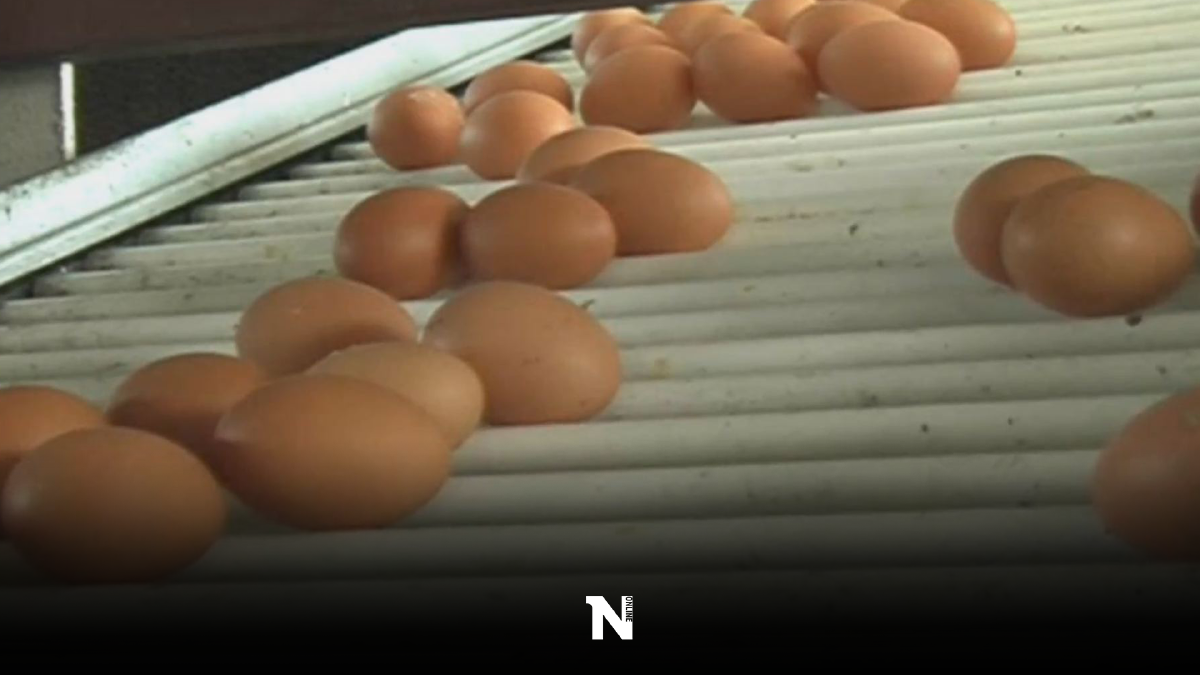 ฟาร์มไก่แปดริ้วยันขาย ไข่ไก่ ราคาเดิม ฟาร์มไก่แปดริ้วยันขาย ไข่ไก่ ราคาเดิม