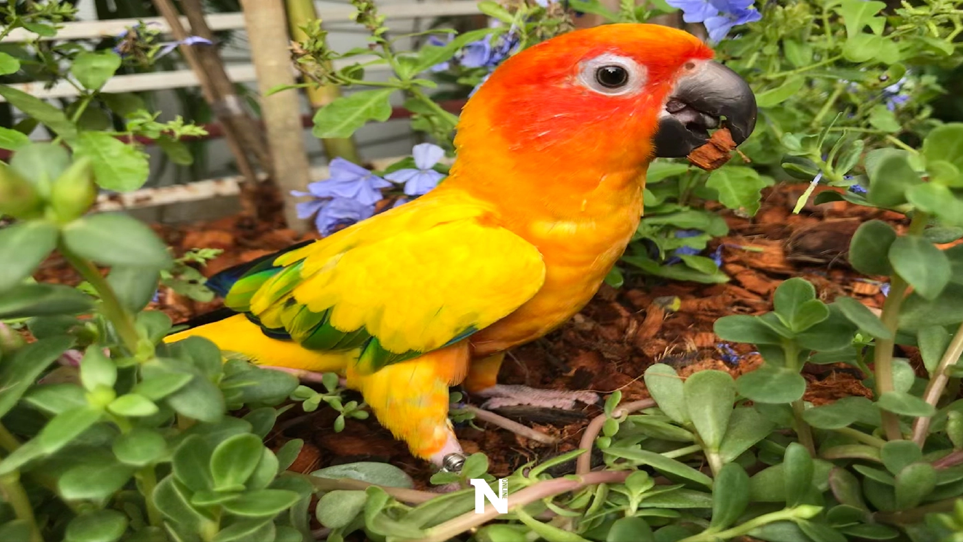 ลูกจ๋าอยู่ไหน ! นกแก้วสุดรักหาย เจ้าของตั้งรางวัลผู้แจ้งเบาะแส 50,000 บาท