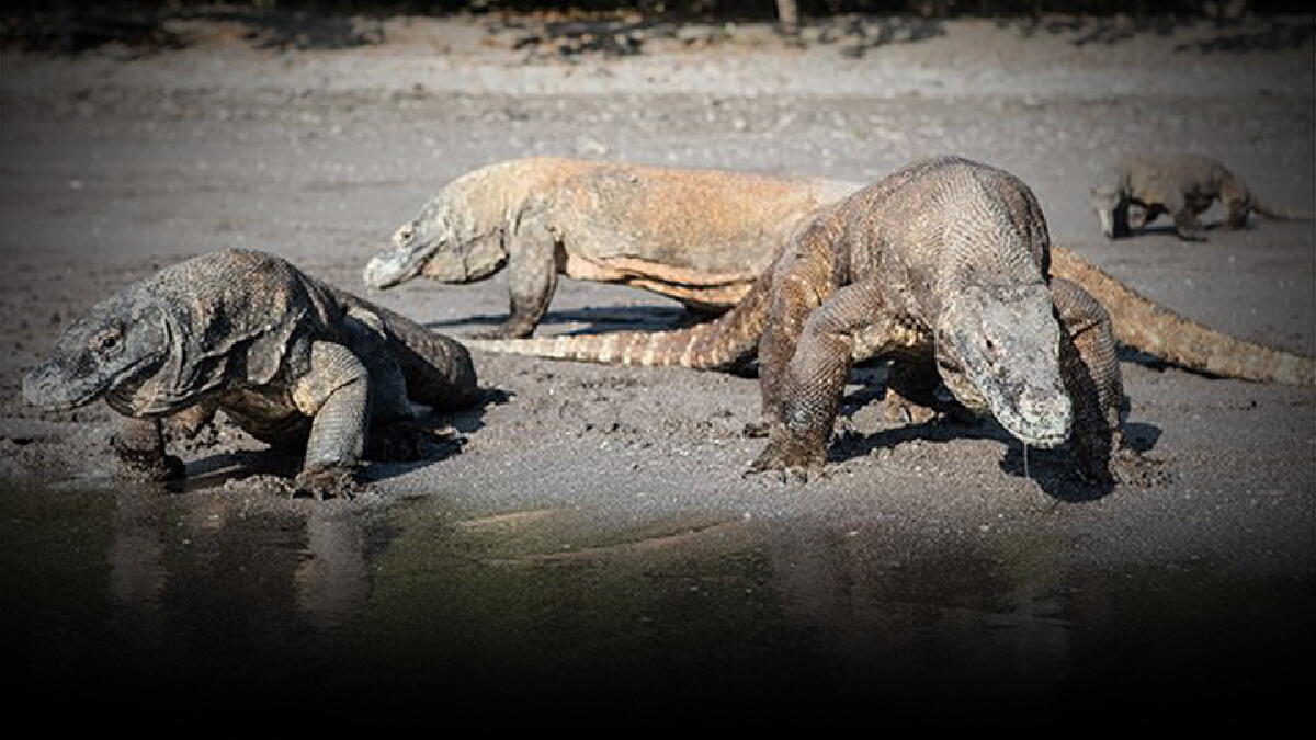วิกฤตสภาพอากาศ ทำ "มังกรโคโมโด" เสี่ยงสูญพันธุ์