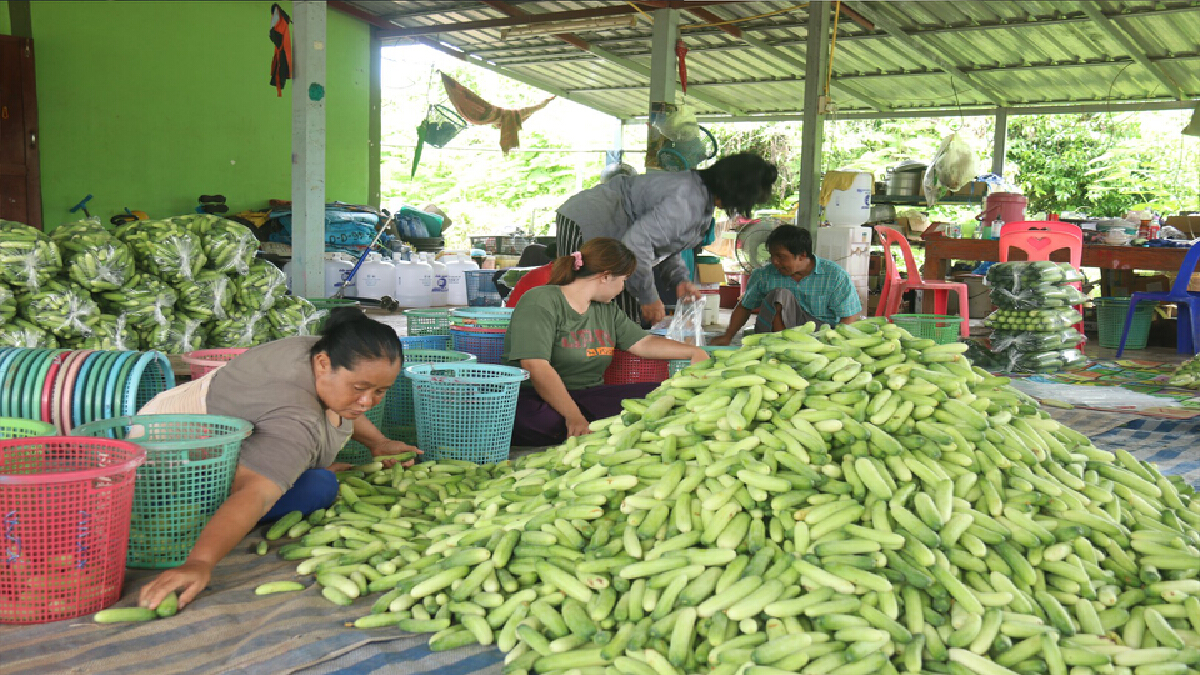 เกษตรกรพิจิตรยิ้ม-แตงกวาราคาปรับเท่าตัว เกษตรกรพิจิตรยิ้ม-แตงกวาราคาปรับเท่าตัว