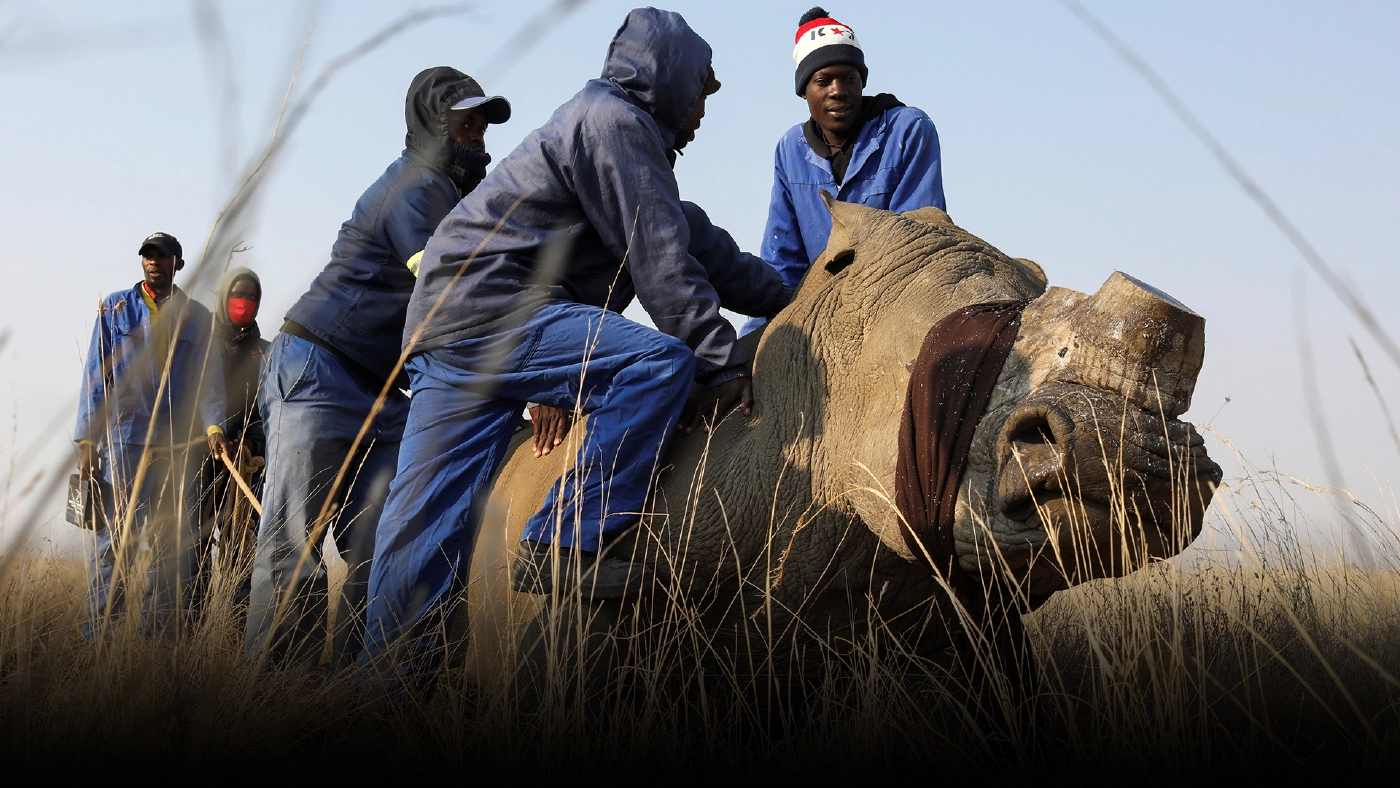 นักอนุรักษ์แห่งแอฟริกาใต้ วอนรัฐบาลเปิดทางขายนอแรด นักอนุรักษ์แห่งแอฟริกาใต้ วอนรัฐบาลเปิดทางขายนอแรด