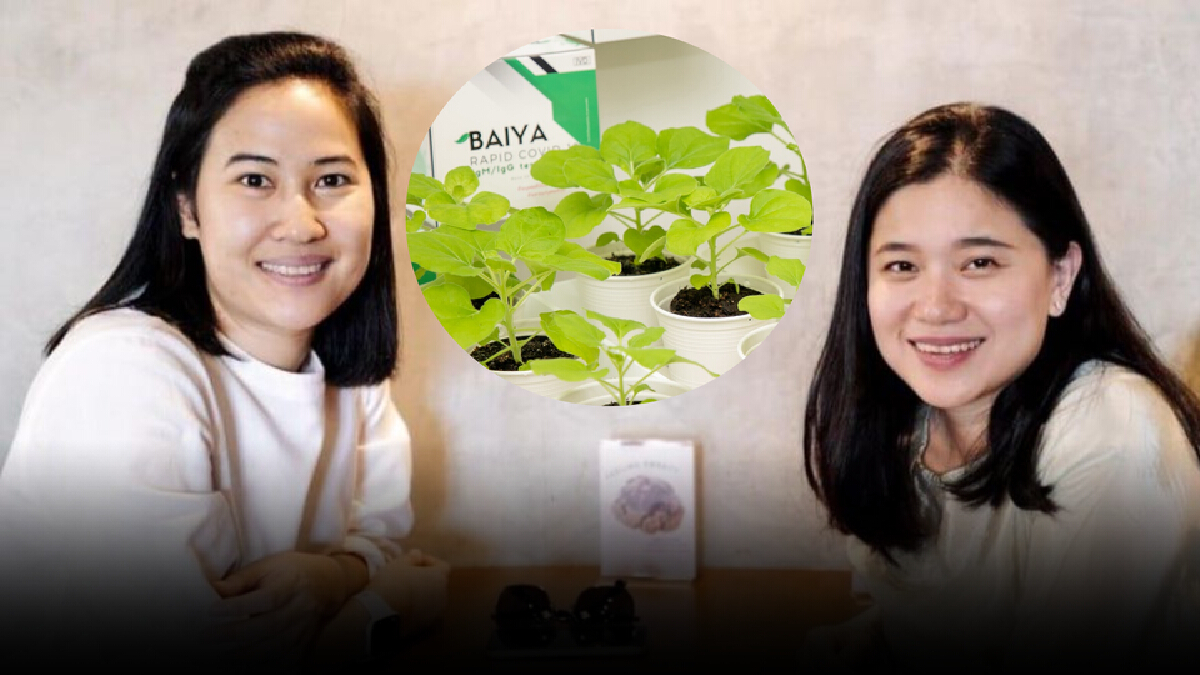 พร้อมทดสอบวัคซีนใบยาสูบในมนุษย์ ก.ย.นี้ ควบคู่ไปกับพัฒนาวัคซีนรุ่น 2