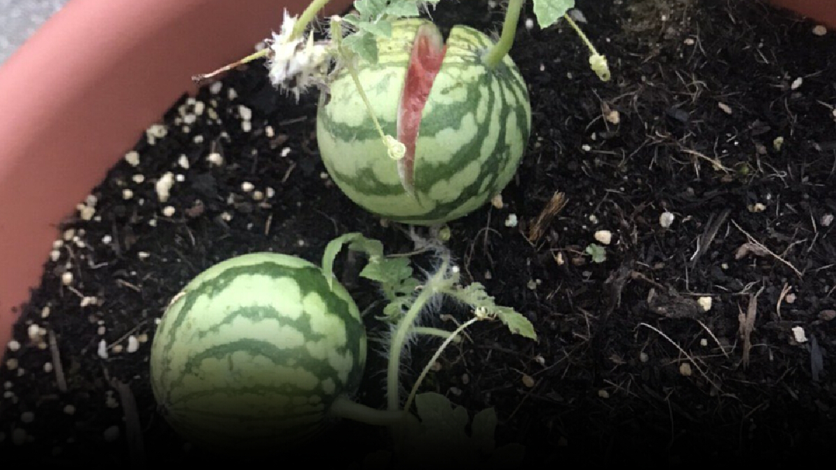 ฮือฮา! ญี่ปุ่นปลูก "แตงโมจิ๋ว" สุดคิวท์