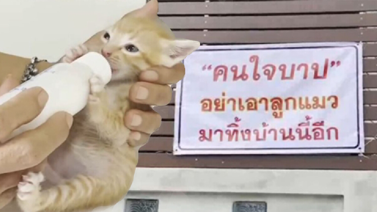 ป้าติดป้ายประณาม “คนใจบาป อย่าเอาลูกแมวมาทิ้งบ้านนี้อีก”