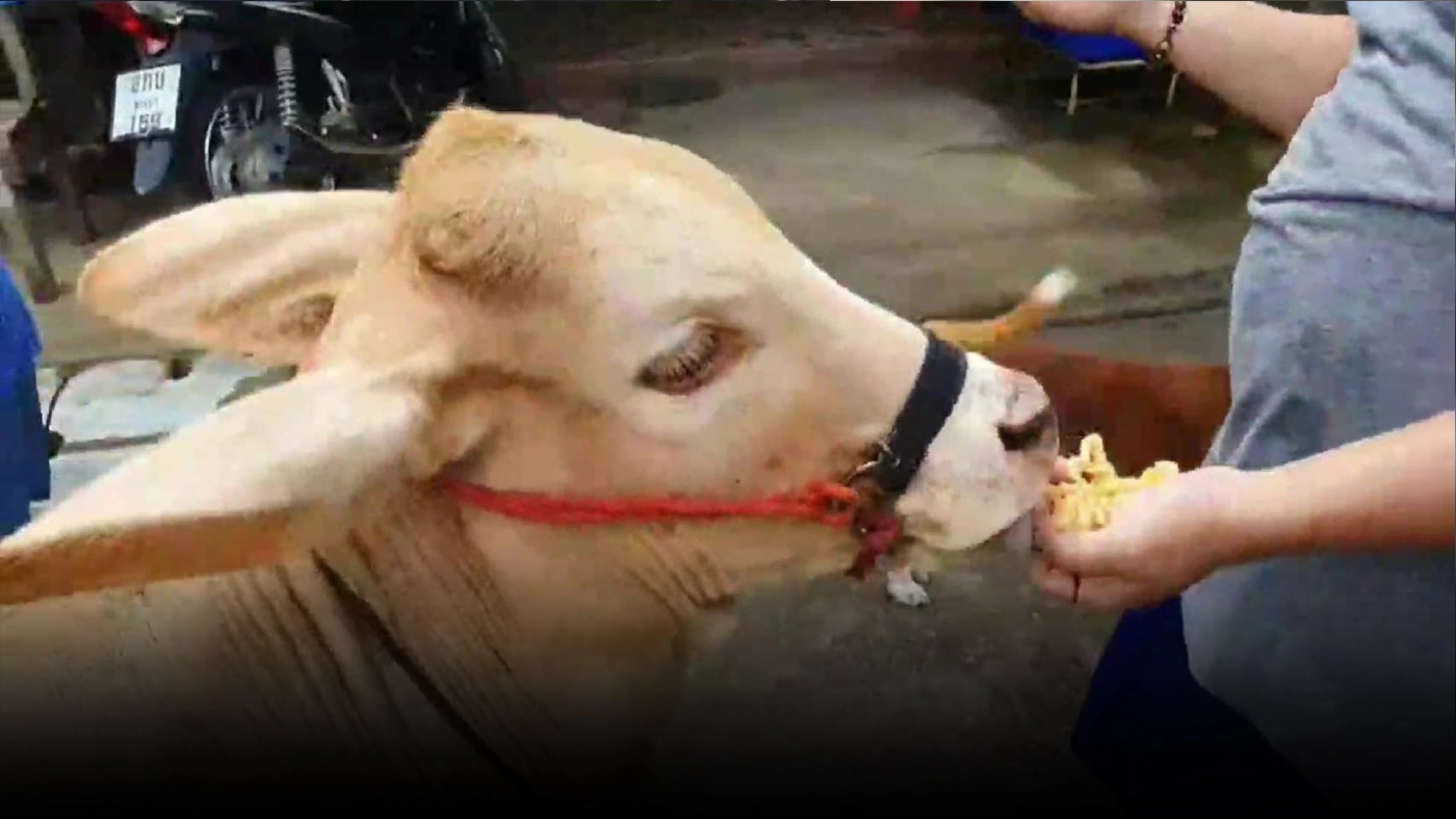 "น้องวงแหวน"ลูกวัวแสนรู้-ชอบกินขนมเป็นของโปรด