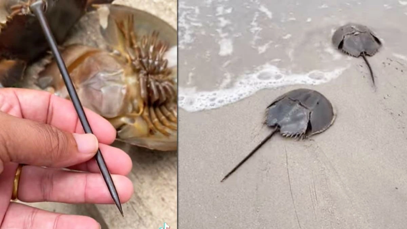 หนุ่มขับรถร้อยกิโล ปล่อยแมงดาทะเล หลังซื้อมากิน แต่พบเป็นชนิดที่มีพิษ