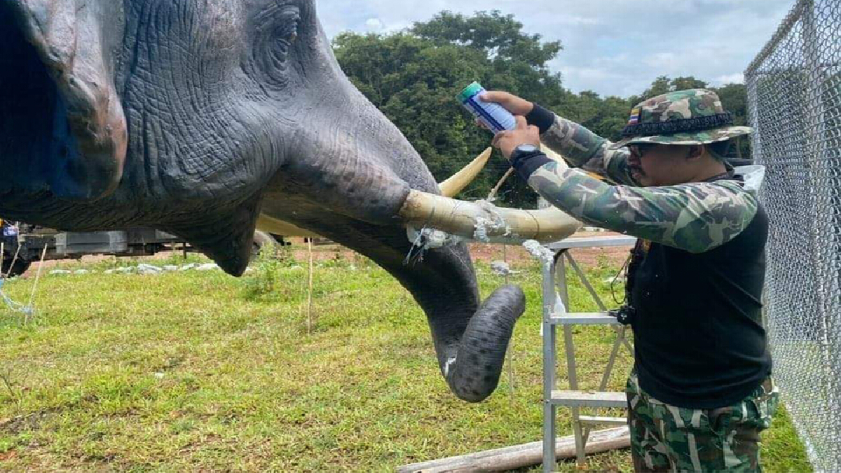 จนท.เตือน! กรุณาอย่าห้อยโหนงา"พลายนิ่ง" จนท.เตือน! กรุณาอย่าห้อยโหนงา"พลายนิ่ง"