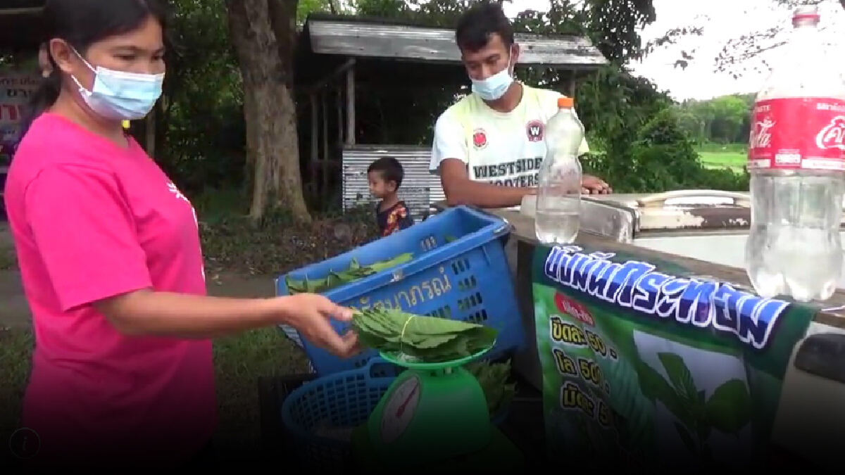 ผุดอาชีพเปิดท้ายขายใบกระท่อมสดหลังรัฐบาลปลดล๊อก ผุดอาชีพเปิดท้ายขายใบกระท่อมสดหลังรัฐบาลปลดล๊อก