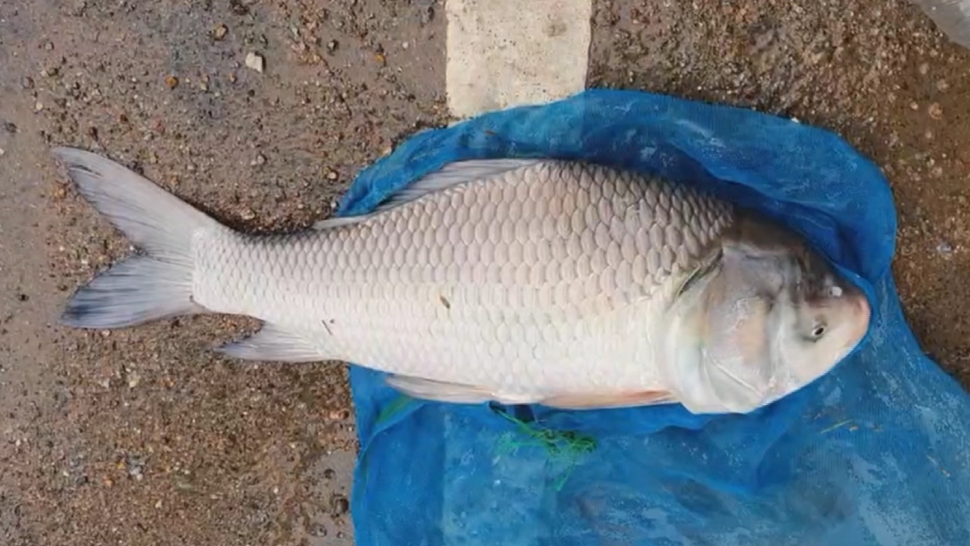 พลิกวิกฤติหารายได้! ชาวศรีสำโรงแห่จับปลากระโห้