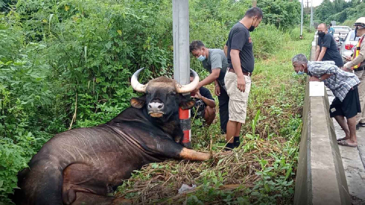 สลดกระทิงป่าอุทยานแห่งชาติเขาใหญ่ถูกไฟฟ้าช็อตดับคาเสา