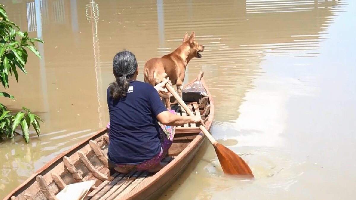 น้ำท่วมทวีความรุนแรง น้ำป่าและน้ำเจ้าพระยากระทบชาวบ้านใน จ.อุทัยธานี