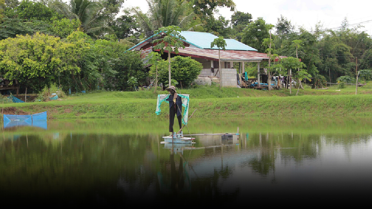 เกษตรกรนำภูมิปัญญาทำหุ่นไล่นกกาน้ำศัตรูกินกุ้งก้ามกราม
