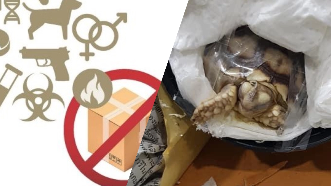 ไปรษณีย์ไทย แจง ไม่ได้รับส่ง “เต่าซูลคาตา” ที่กำลังเป็นดรามา