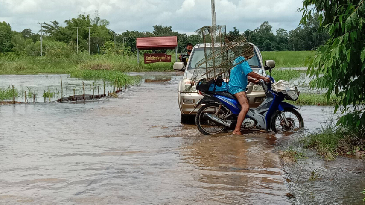 น้ำมูลล้นตลิ่ง ท่วมถนนทางเข้าวัด นาแปลงใหญ่ทุ่งสัมฤทธิ์ เสียหาย น้ำมูลล้นตลิ่ง ท่วมถนนทางเข้าวัด นาแปลงใหญ่ทุ่งสัมฤทธิ์ เสียหาย