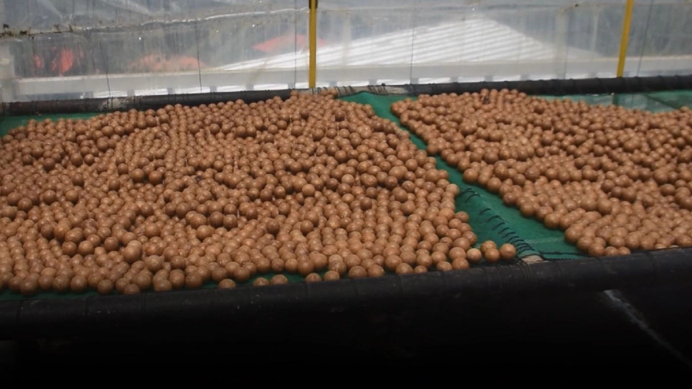 แปรรูป แมคคาเดเมีย ทำเงิน 3 หมื่น/เดือน