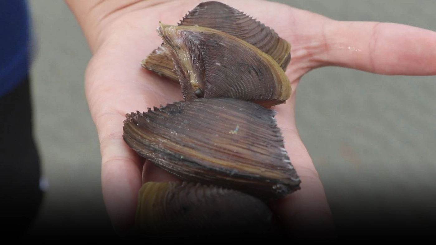 หาดปากเมงทะลัก! หอยตะเภา ทำเงิน 350 บาท/กก. หาดปากเมงทะลัก! หอยตะเภา ทำเงิน 350 บาท/กก.