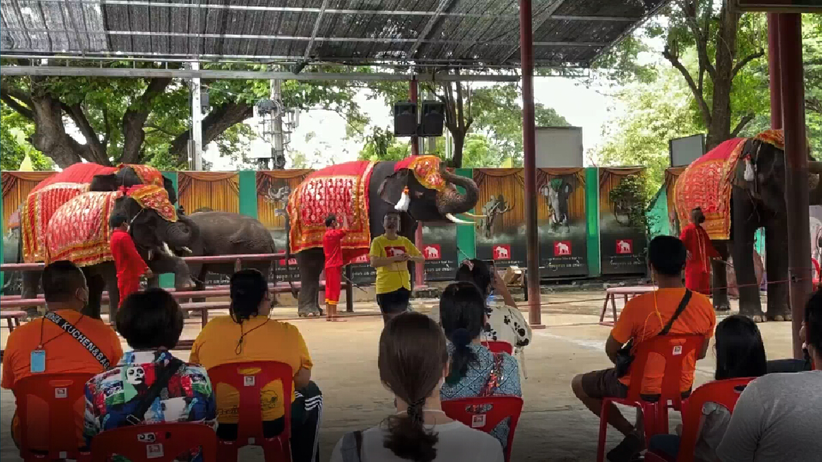 เปิดแล้ววังช้างอยุธยา โชว์การแสดงของน้องช้างแสนรู้หลังหยุดไปกว่า 3 เดือน