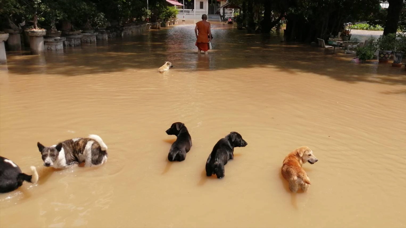 น้ำในแม่น้ำเจ้าพระยาเริ่มล้นเข้าท่วมวัดที่อยู่ริมแม่น้ำแล้ว น้ำในแม่น้ำเจ้าพระยาเริ่มล้นเข้าท่วมวัดที่อยู่ริมแม่น้ำแล้ว