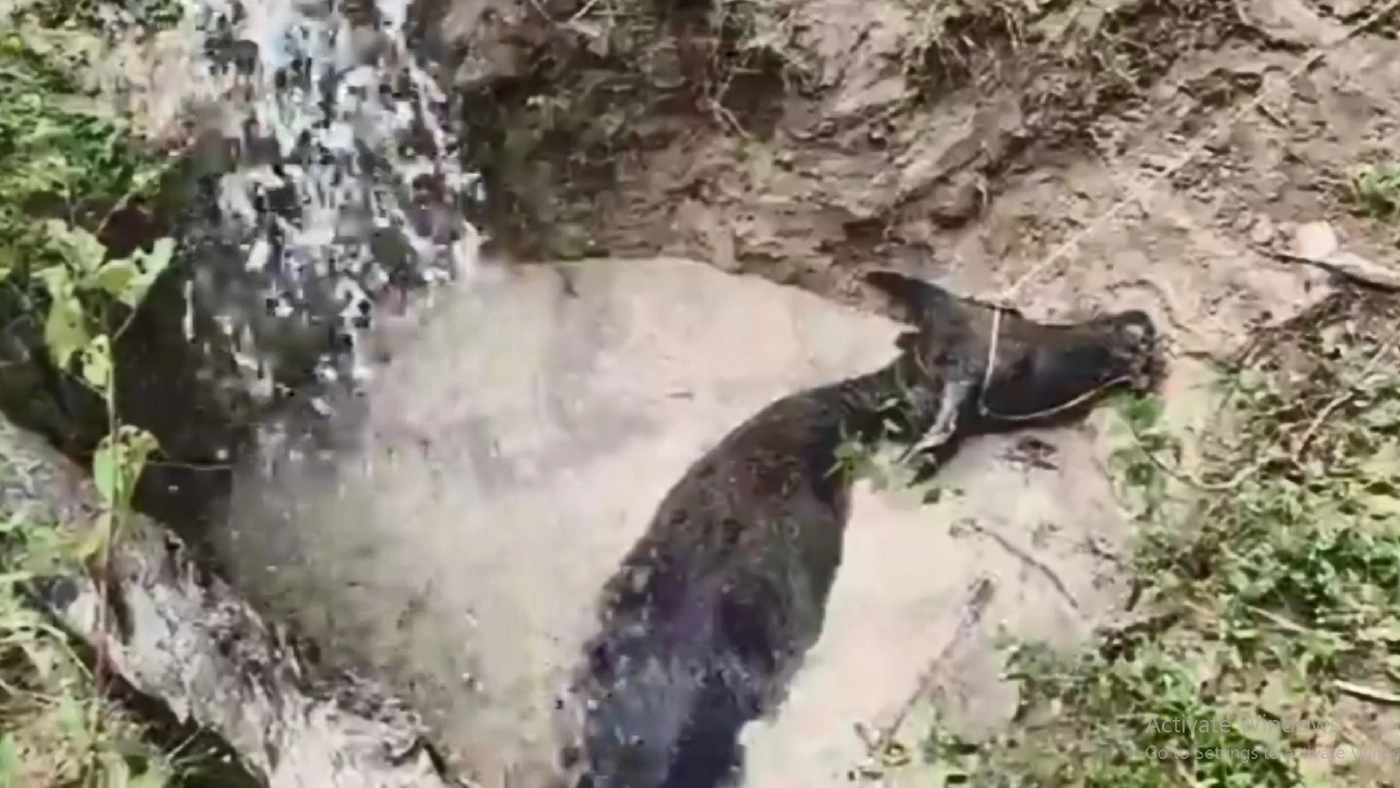 เจ้าหน้าที่ระดมช่วยควายตกบ่อลึกหลังลงไปกินน้ำ